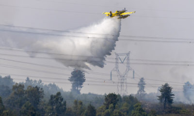 incendio en un palmeral de Sueca