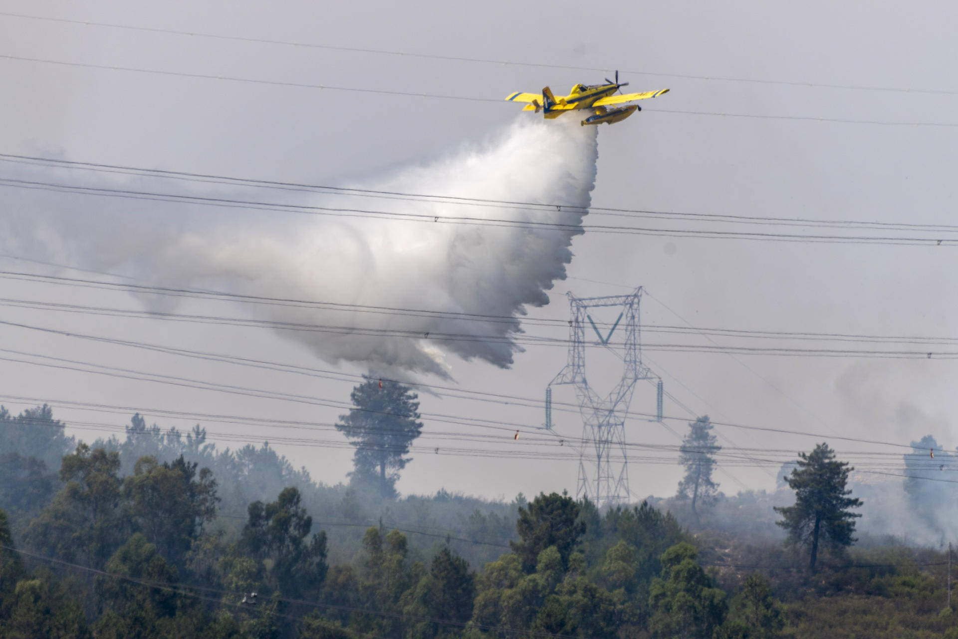 incendio en un palmeral de Sueca