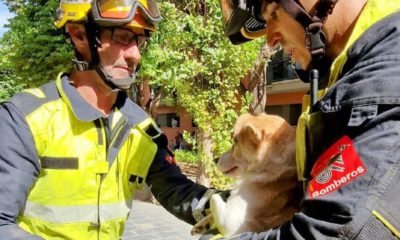 Reaniman perro oxígeno incendio