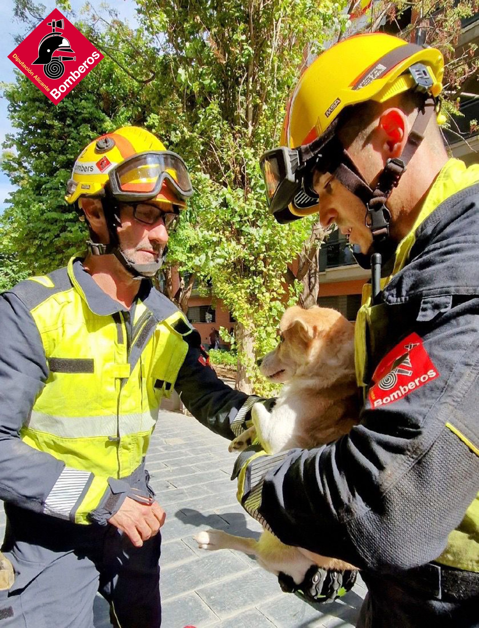 Reaniman perro oxígeno incendio