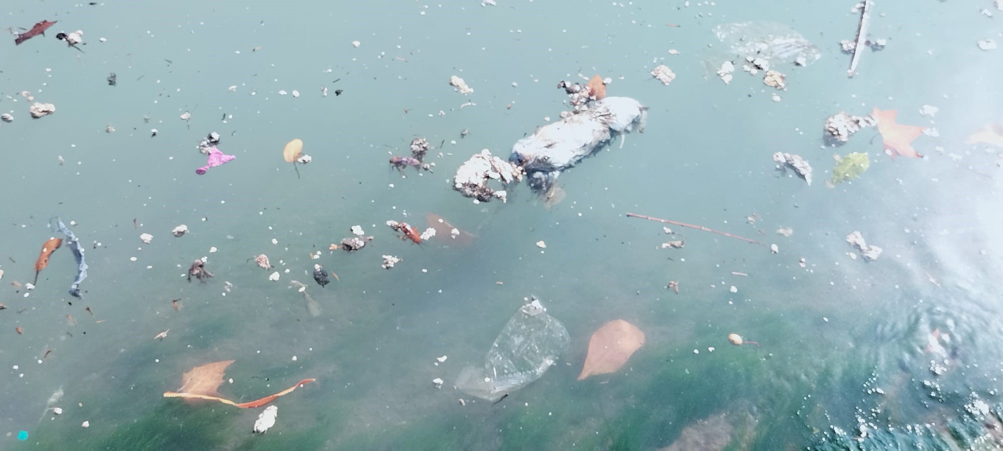 contaminación río Turia València