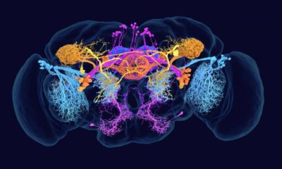 mapa completo cerebro mosca fruta