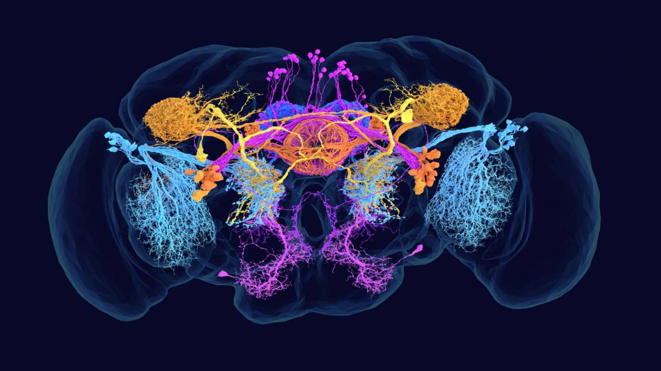 mapa completo cerebro mosca fruta