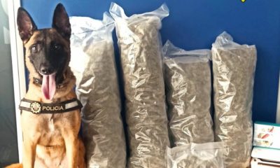 perro policía marihuana