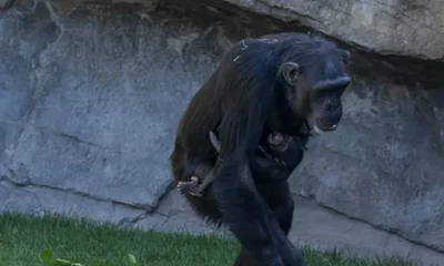 chimpancé suelta cría fallecida tras siete meses aferrada a cadáver