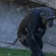 chimpancé suelta cría fallecida tras siete meses aferrada a cadáver