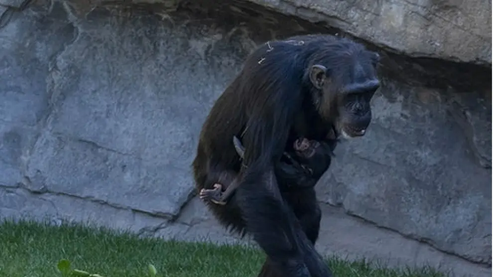 chimpancé suelta cría fallecida tras siete meses aferrada a cadáver