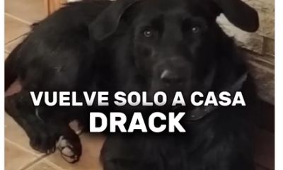 perro vuelve solo a casa