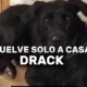 perro vuelve solo a casa