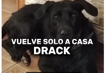 perro vuelve solo a casa