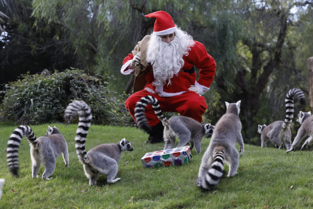 Bioparc Valencia Papá Noel