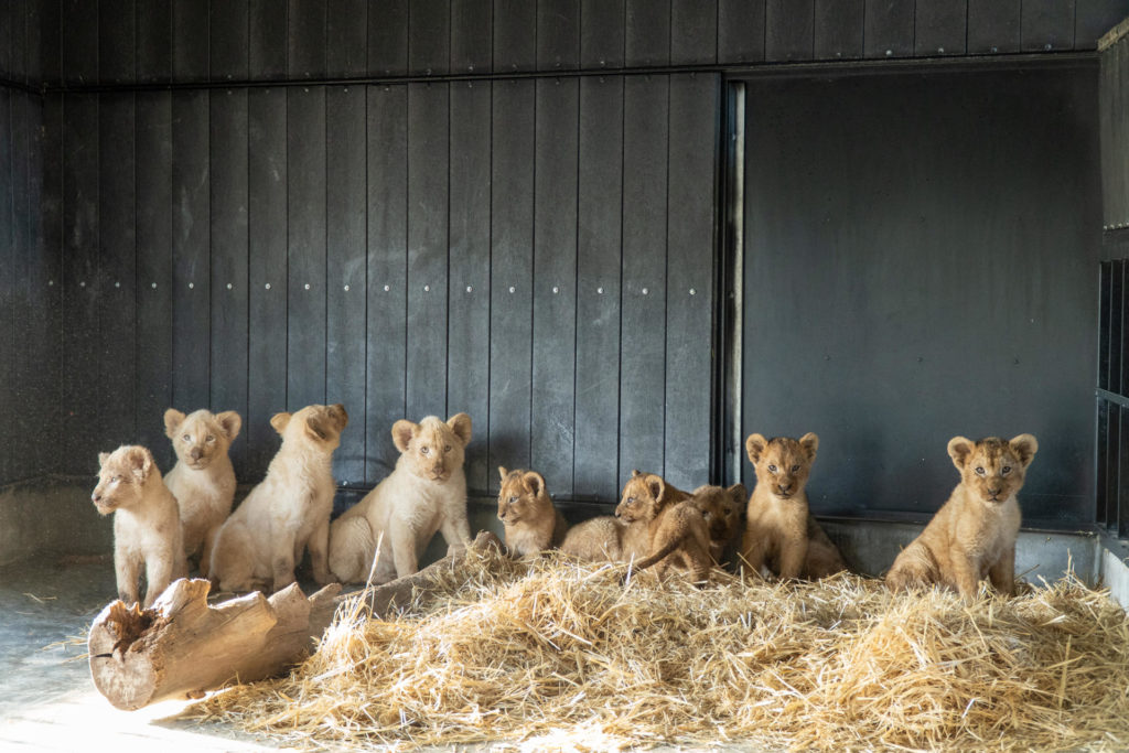 leones rescatados circo Francia