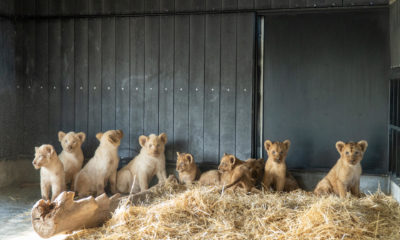 leones rescatados circo Francia