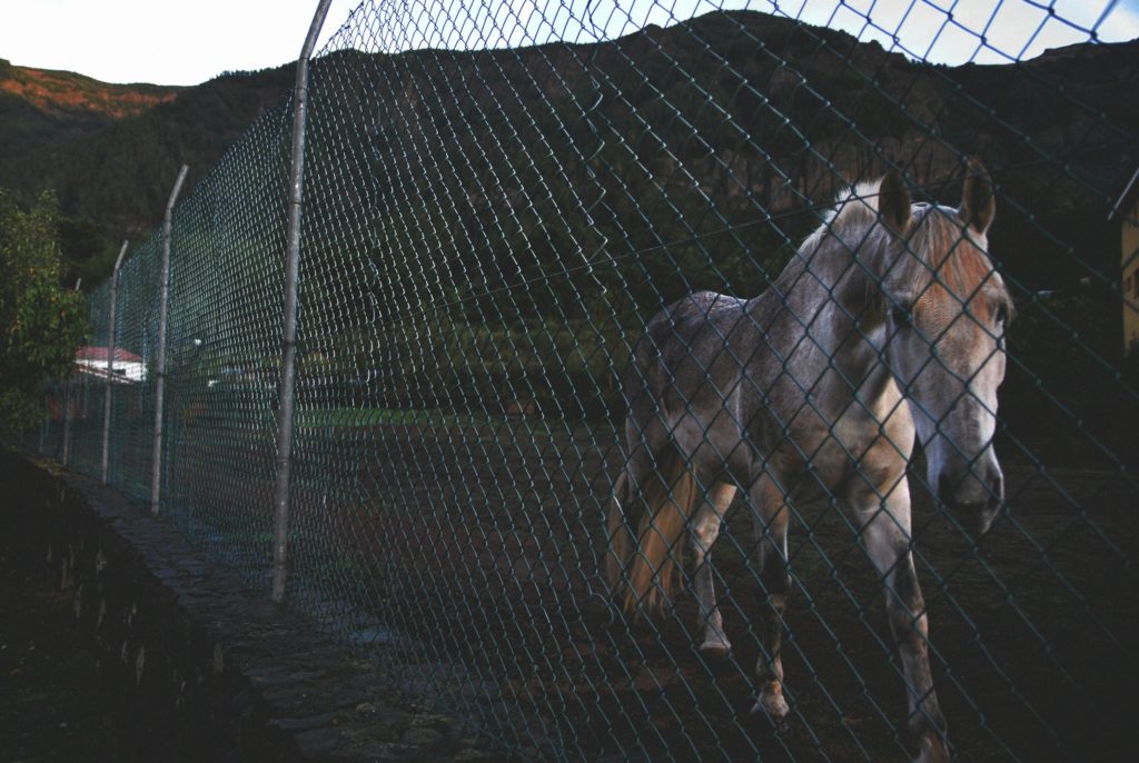 maltrato animal como denunciar