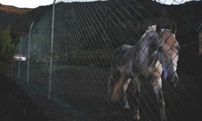 maltrato animal como denunciar