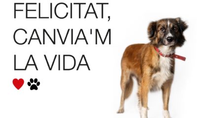 Adopción animales València