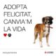 Adopción animales València