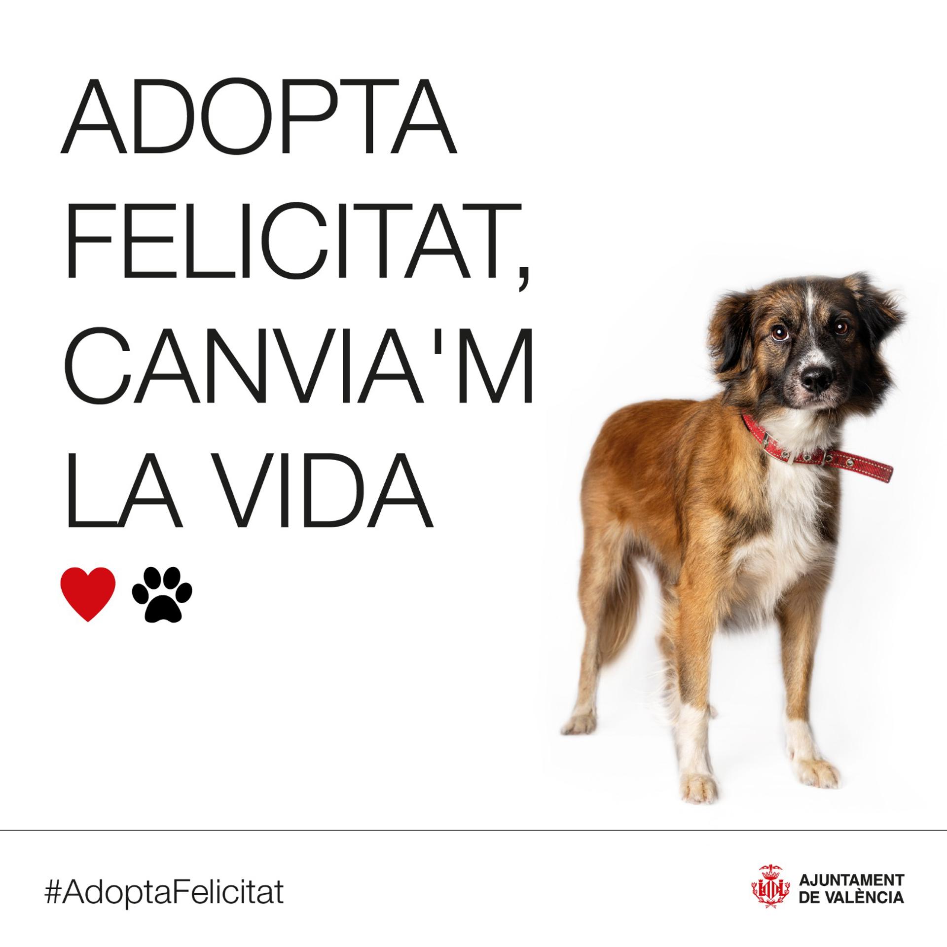 Adopción animales València