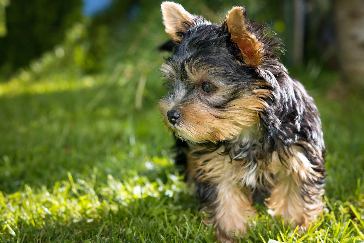 Lanza perros octavo piso Alicante