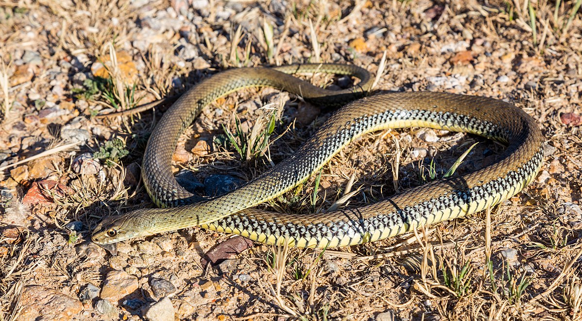 culebra bastarda