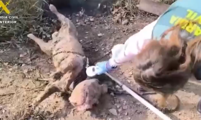 Perro ahogado con bloques de hormigón