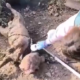 Perro ahogado con bloques de hormigón