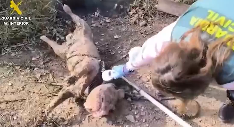 Perro ahogado con bloques de hormigón