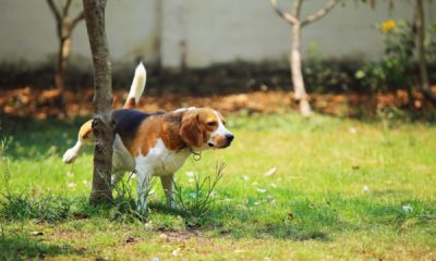 Detectar infección de orina perros