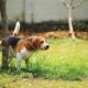 Detectar infección de orina perros