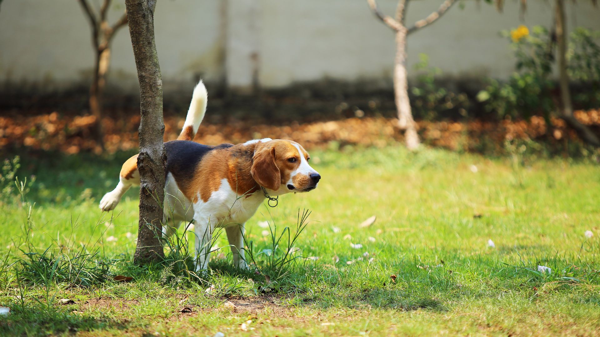 Detectar infección de orina perros