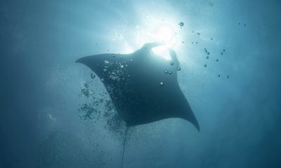 mantas raya en el mediterráneo