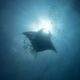 mantas raya en el mediterráneo