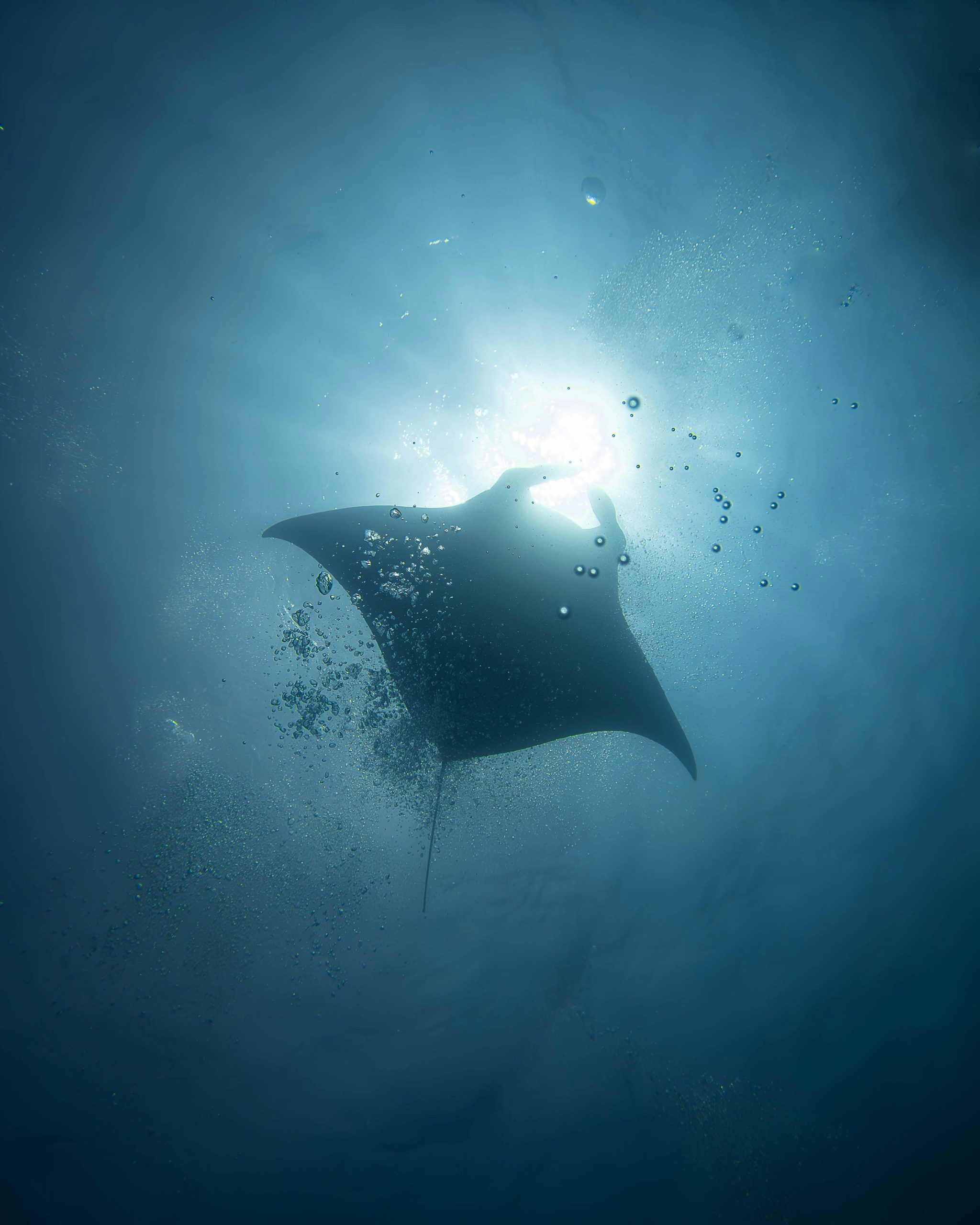 mantas raya en el mediterráneo