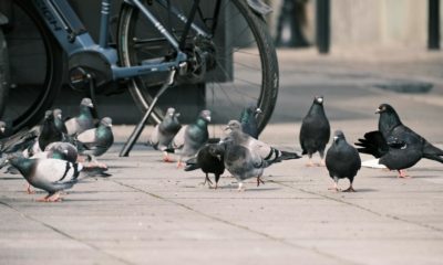 Multas por dar de comer a palomas en Valencia