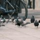 Multas por dar de comer a palomas en Valencia