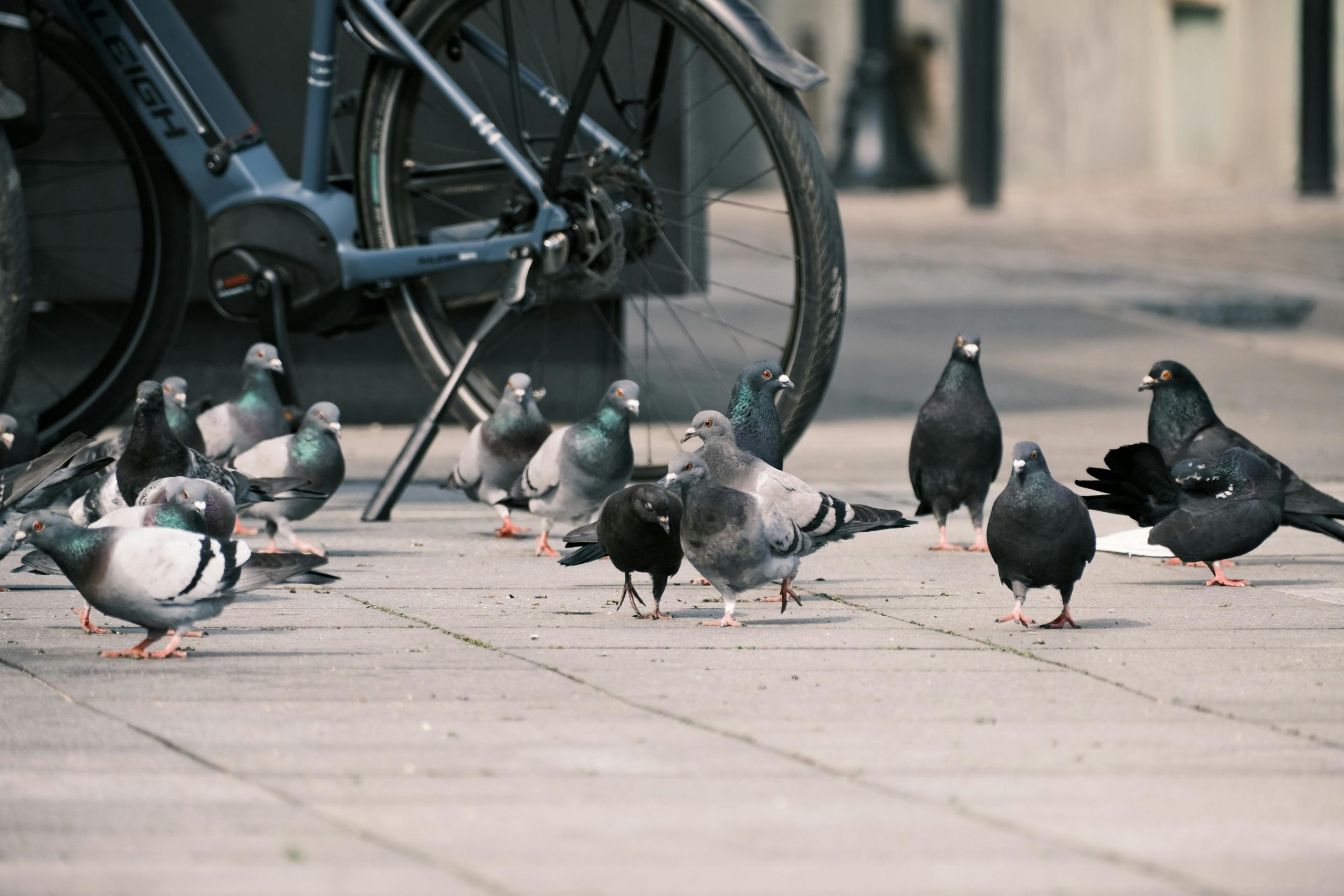 Multas por dar de comer a palomas en Valencia