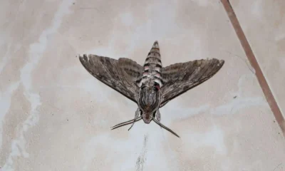 Plaga polillas Valencia