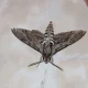 Plaga polillas Valencia