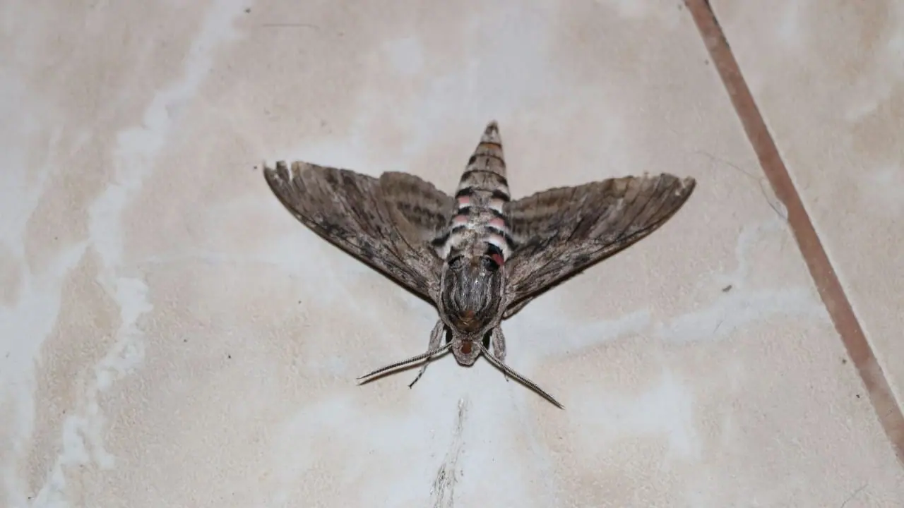 Plaga polillas Valencia