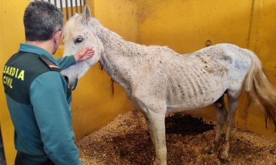 Maltrato animal caballos en Oliva