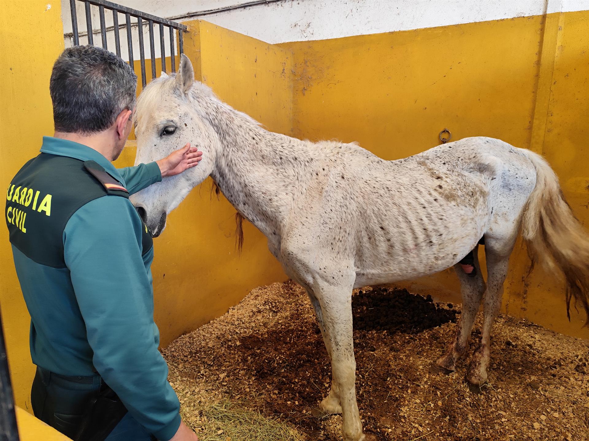 Maltrato animal caballos en Oliva