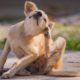 perro dermatitis atópica