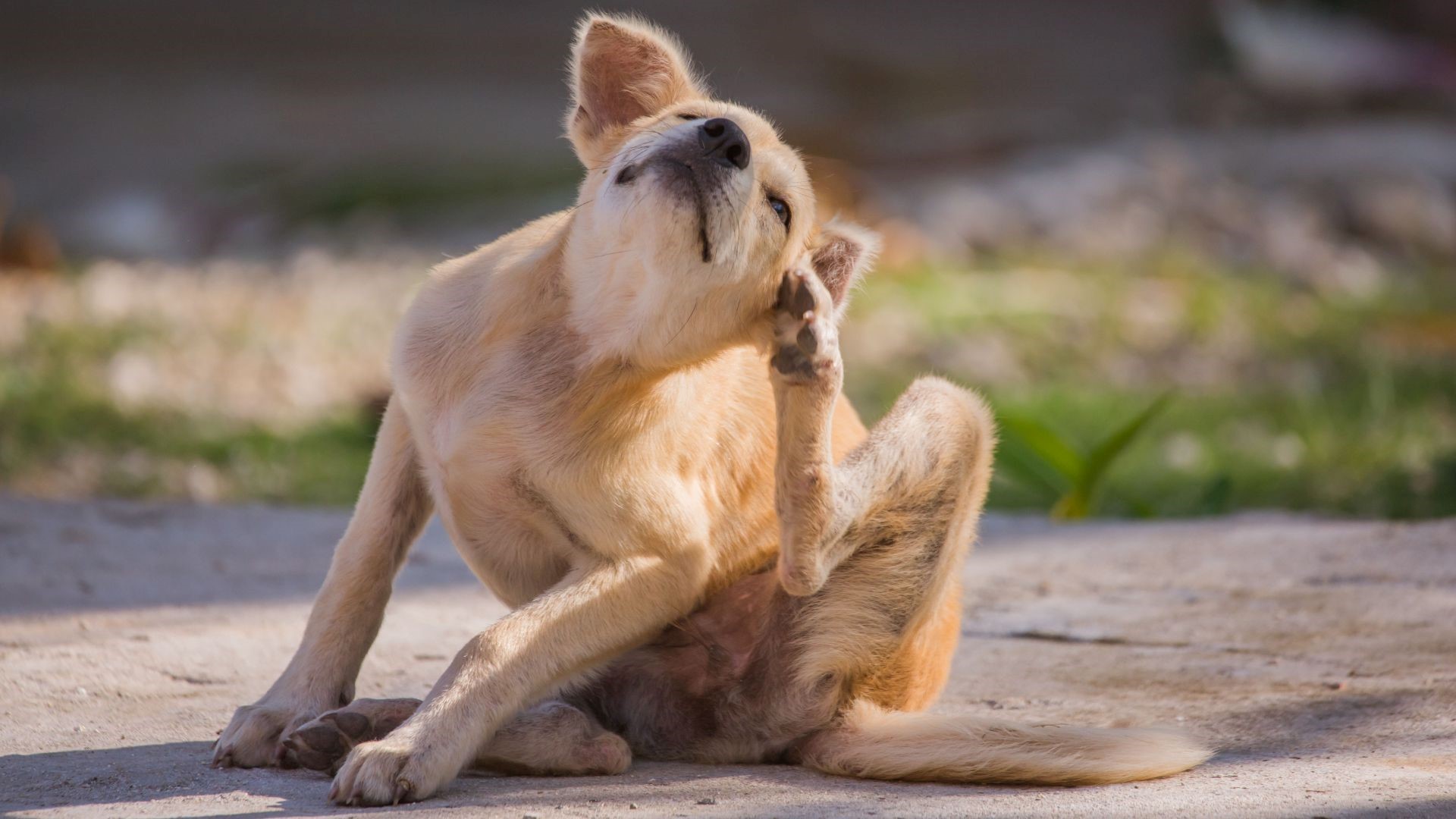 perro dermatitis atópica
