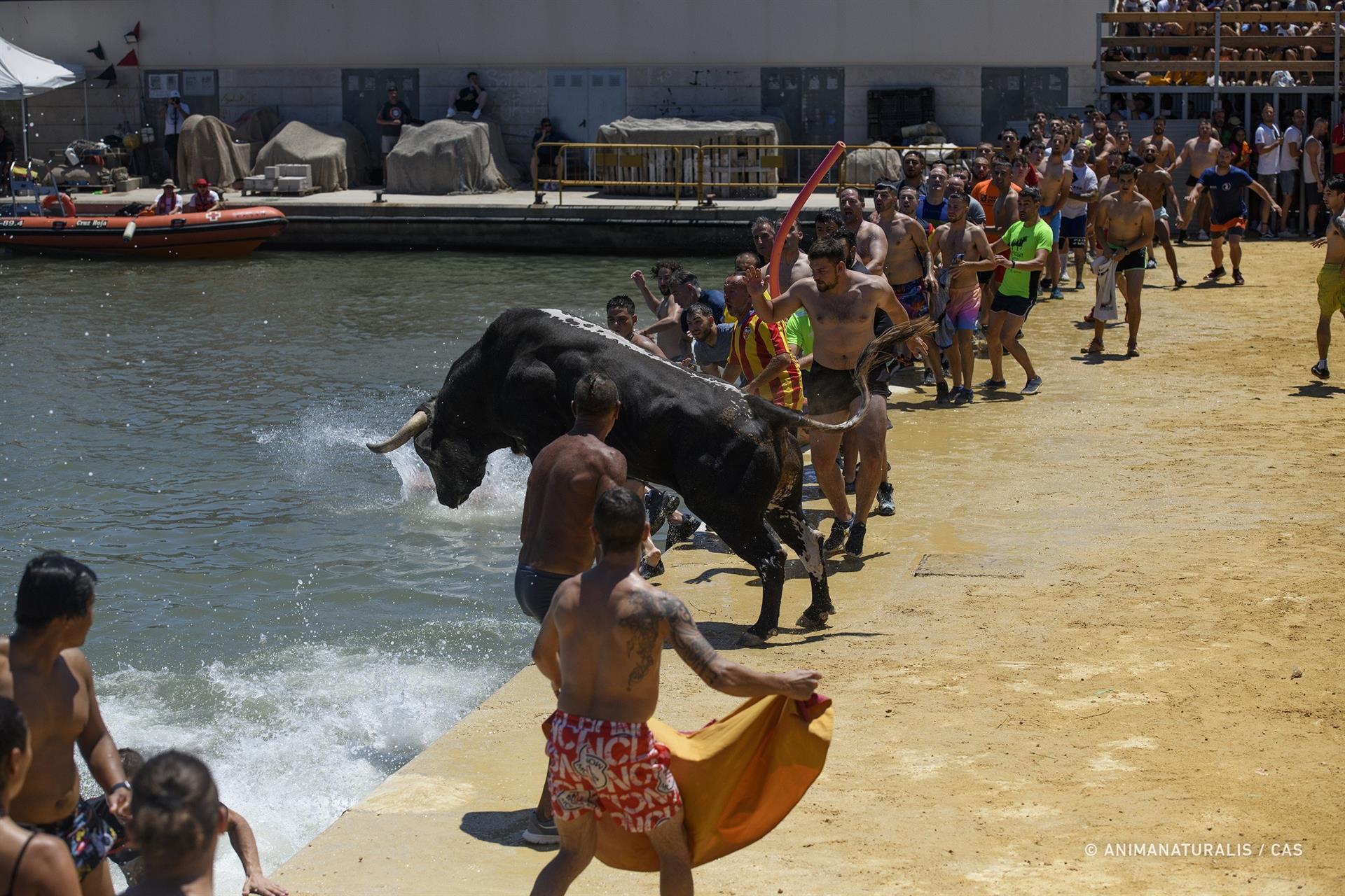 herido grave bous a la mar Denia