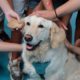 perros de terapia niños afectados dana