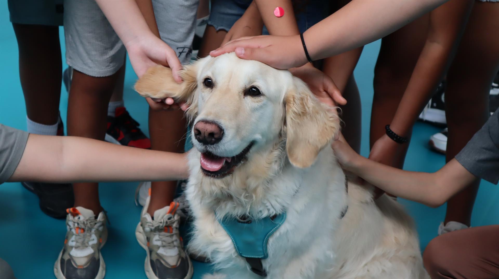 perros de terapia niños afectados dana
