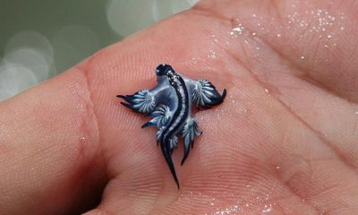 dragón azul