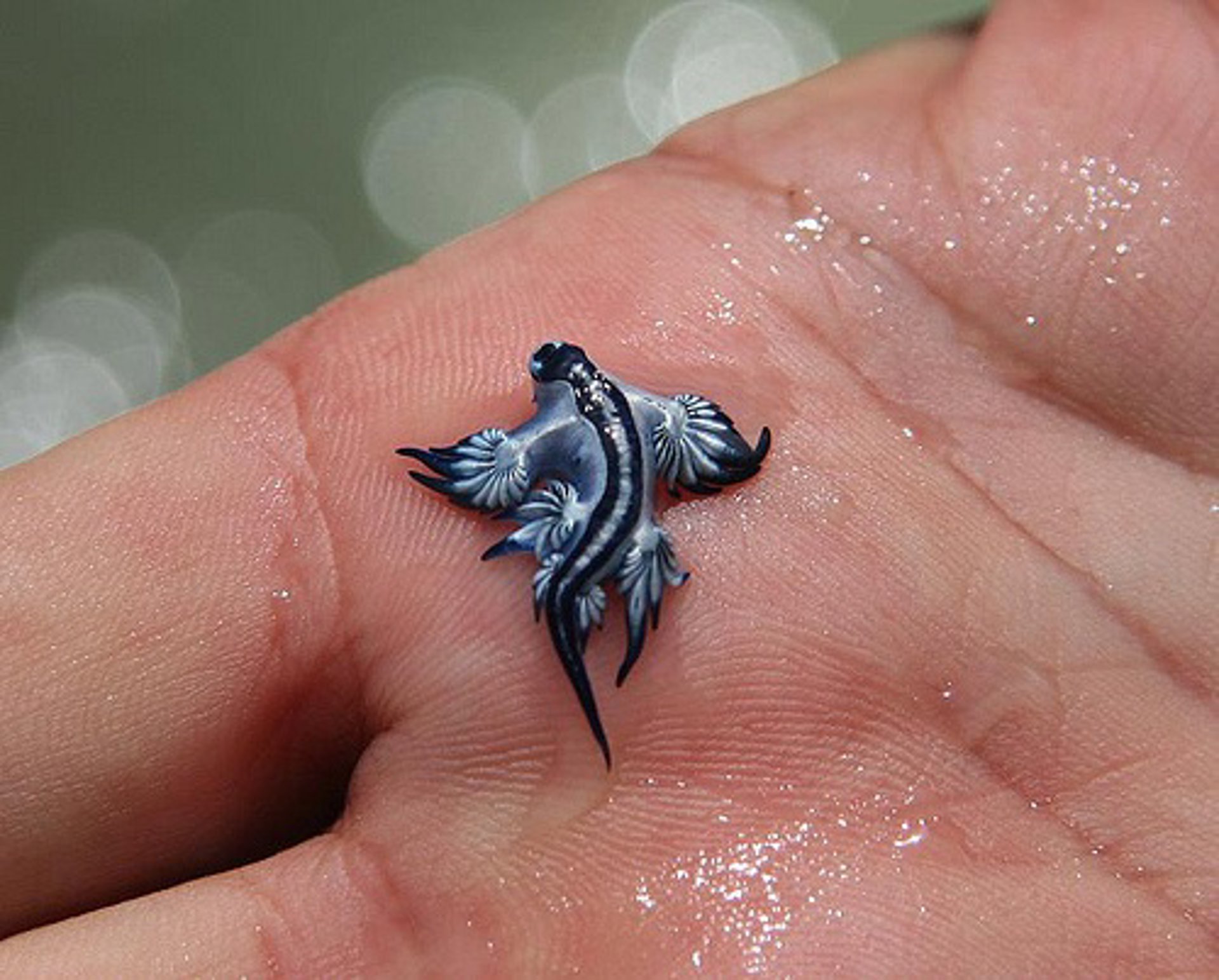 dragón azul