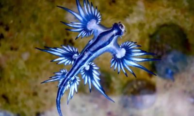 dragón azul Guardamar