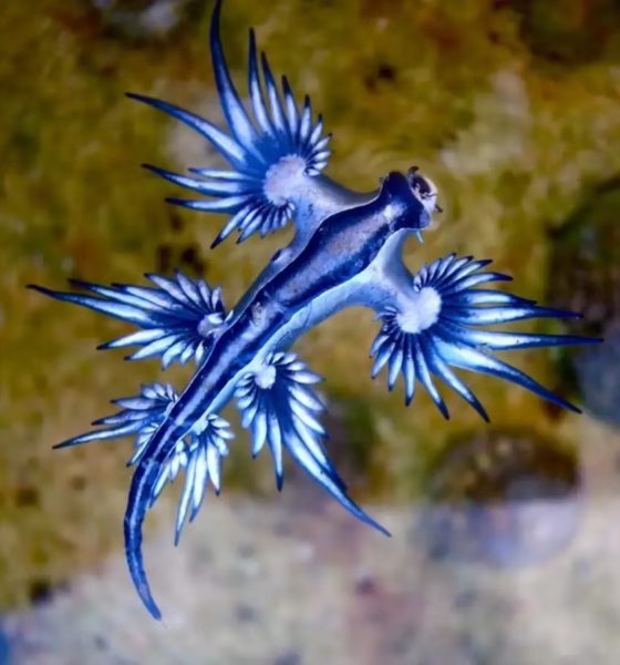 dragón azul Guardamar